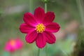 Macro shot of a beautiful and vibrantÃ¢â¬â¹ Ã¢â¬â¹cosmos flowersÃ¢â¬â¹ inÃ¢â¬â¹ rainyÃ¢â¬â¹ day. PinkÃ¢â¬â¹ cosmos flowers on a green background. In